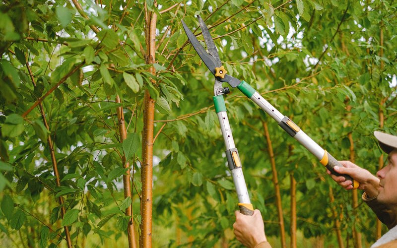 Tree trimming in Earling, IA
